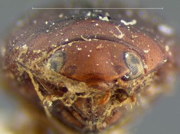 Media type: image;   Entomology 5989 Aspect: head frontal view